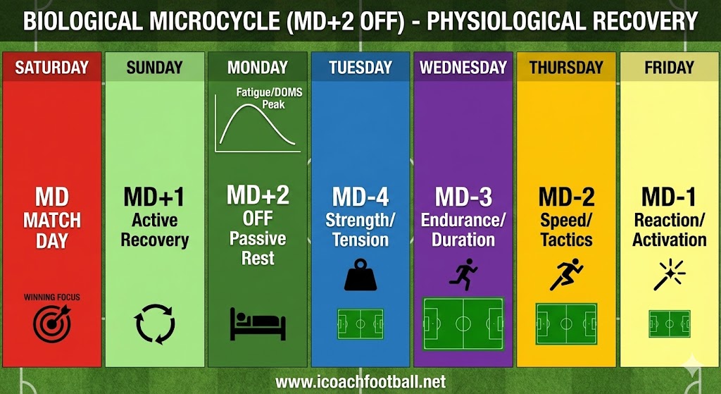 Infographic of the Biological Soccer Microcycle (Verheijen Model) showing Monday (MD+2) as the designated Day Off to align with peak physiological recovery.